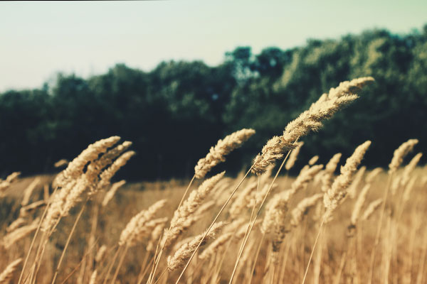 在线呼叫网页版软件